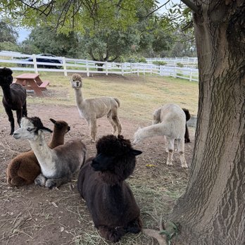 Canzelle Alpacas - Farms Near Me - Carpinteria, California Canzelle Alpacas - Farms Near Me - Carpinteria, California