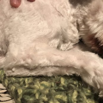 Petco - Look at how terrible this cut is. - Pet Stores Near Me - Irvine, California Petco - Look at how terrible this cut is. - Pet Stores Near Me - Irvine, California