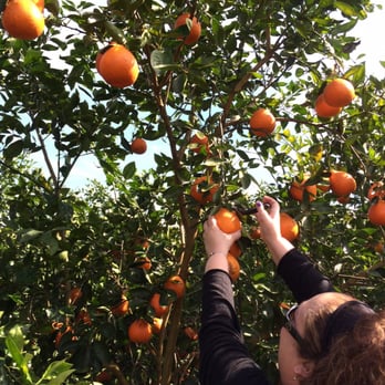 Dooley Groves - Every tree is packed. - Fruits & Veggies Near Me - Ruskin, Florida