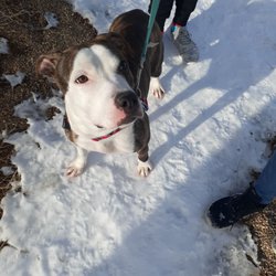 Animal Friends Alliance - Ella available for adoption 1-25-2023