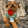 Photo of Le Chien Bleu NY