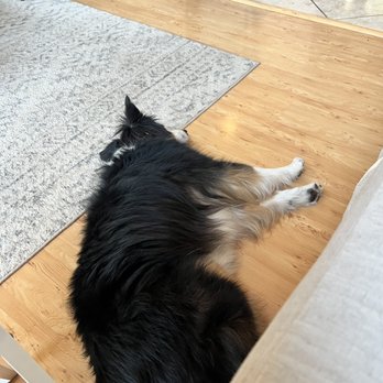 Sama Dog Wellbeing - Zen'd out Iris - Holistic Animal Care Near Me Sama Dog Wellbeing - Zen'd out Iris - Holistic Animal Care Near Me