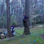 Testerman Tree Service