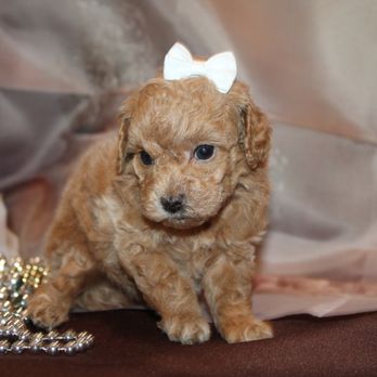 TLC Puppy Love - Craft Female Poodle - Pet Breeders Near Me - Jacksonville, Florida TLC Puppy Love - Craft Female Poodle - Pet Breeders Near Me - Jacksonville, Florida