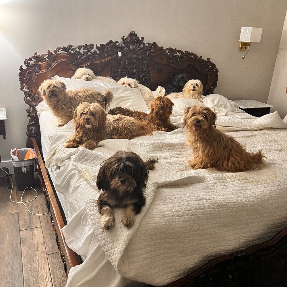 Kerry's Pet Vet - My dog team!! - Veterinarians Near Me - Conroe, Texas Kerry's Pet Vet - My dog team!! - Veterinarians Near Me - Conroe, Texas
