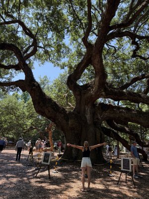 Angel Oak Tree by null