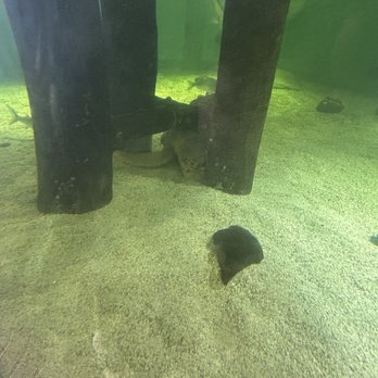 Sea Turtle - Aquariums Near Me - South Padre Island, Texas Sea Turtle - Aquariums Near Me - South Padre Island, Texas