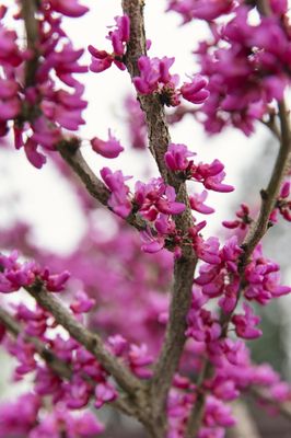 Blooming Junction Garden Center and Farm Market by null