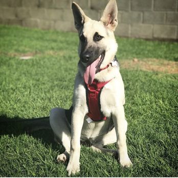 Hero Dog Training - Pet Training Near Me Hero Dog Training - Pet Training Near Me