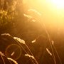 Photo of Hypnosis for Ultimate Wellness