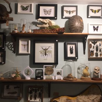 Ballyhoo Curiosity Shop - Antiques Near Me - Seattle, Washington Ballyhoo Curiosity Shop - Antiques Near Me - Seattle, Washington