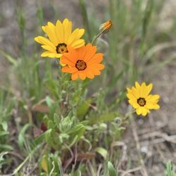 Hellhole Canyon County Preserve - Flowers are just starting to come out along the sides of the trail