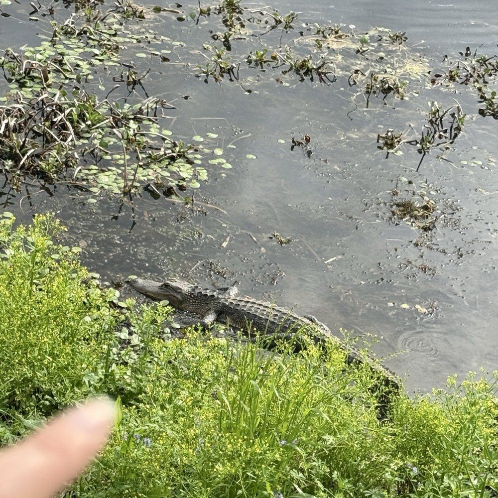 Brazos Bend State Park - Parks Near Me - Needville, Texas