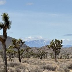 Every Leaf Speaks Botanical Studies - Snowy mountain in view from Joshua Tree