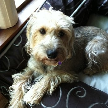 Pamela The Pet Sitter - Charley - Pet Sitting Near Me Pamela The Pet Sitter - Charley - Pet Sitting Near Me