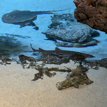 New England Aquarium - Aquariums Near Me - Boston, Massachusetts New England Aquarium - Aquariums Near Me - Boston, Massachusetts