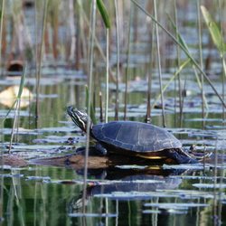 River Mist Kayaks - Turtle