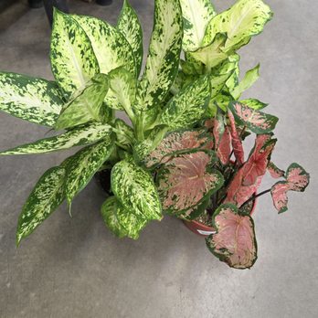 Star Nursery - My precious finds - Nurseries & Gardening Near Me - Las Vegas, Nevada