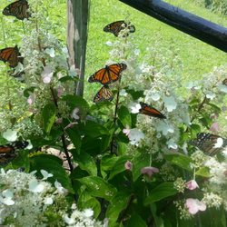 Eastern Monarch Butterfly Farm - Photo from https://easternmonarchbutterflyfarm.com/