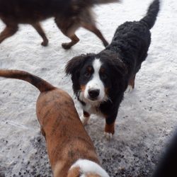 Animal Daycare & Boarding