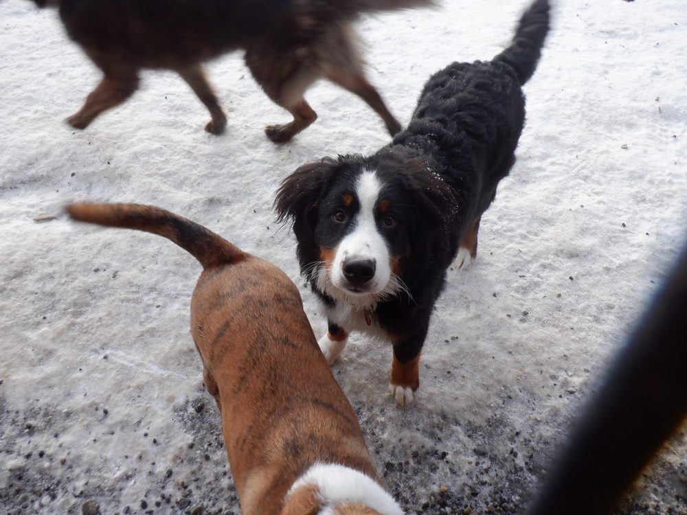 Animal Daycare & Boarding - pet boarding facility in Anchorage, AK
