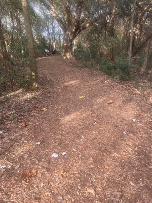 Couturie Forest by null