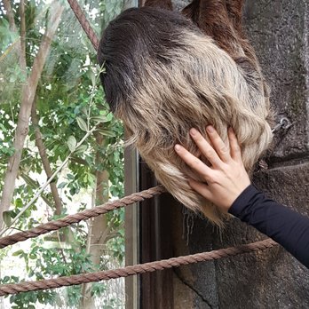 Wildlife Learning Center - Petting Sid the Sloth - Zoos Near Me - Sylmar, California Wildlife Learning Center - Petting Sid the Sloth - Zoos Near Me - Sylmar, California