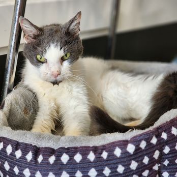 Meow Dyer Cat Cafe - Pet Adoption Near Me - Leonardtown, Maryland Meow Dyer Cat Cafe - Pet Adoption Near Me - Leonardtown, Maryland