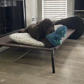 4 Paws Lodge - Our dog Milo working on his place command - Pet Training Near Me - Fishers, Indiana