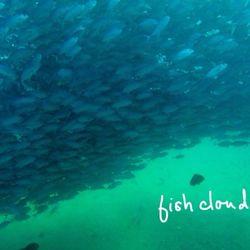 Dive In Baja