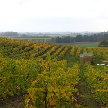 Ankeny Vineyard - Pretty amazing view for a rainy afternoon! - Wineries Near Me - Salem, Oregon