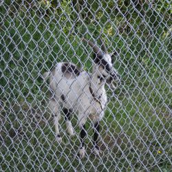 Classic Fences & Decks - Chain Link Fence