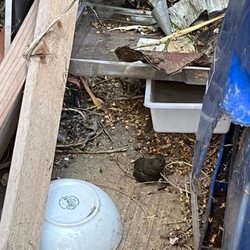 Stern Property Management - The back parking area- full of trash and cat feces