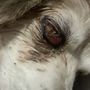 Photo of Tumbleweed Animal Hospital