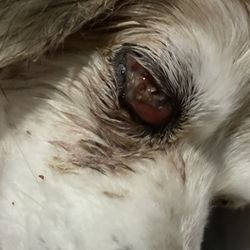 Tumbleweed Animal Hospital - Diseased eye healing from infection, losing eye lens.