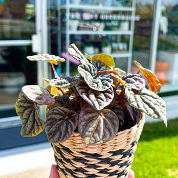 The Tiny Greenhouse - Home Decor Near Me - Greensboro, North Carolina The Tiny Greenhouse - Home Decor Near Me - Greensboro, North Carolina