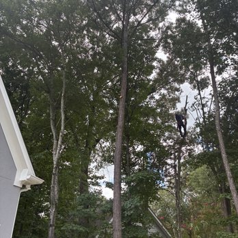 Nacho Tree Expert - Trimmed back several trees - Tree Services Near Me - Roswell, Georgia Nacho Tree Expert - Trimmed back several trees - Tree Services Near Me - Roswell, Georgia