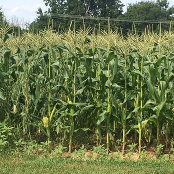 Lee Turkey Farm - Corn - Fruits & Veggies Near Me - East Windsor, New Jersey Lee Turkey Farm - Corn - Fruits & Veggies Near Me - East Windsor, New Jersey