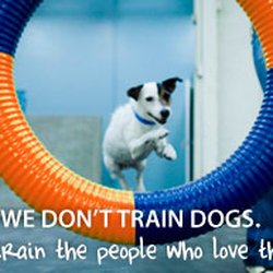 Zoom Room Dog Training