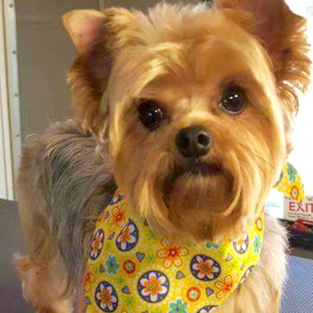 Miami Pet Clinic - MPC - Veterinarians Near Me - Miami, Florida Miami Pet Clinic - MPC - Veterinarians Near Me - Miami, Florida