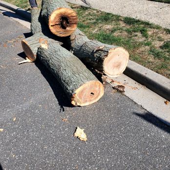 Cross Island Tree & Land - a fallen tree - Tree Services Near Me - Freeport, New York Cross Island Tree & Land - a fallen tree - Tree Services Near Me - Freeport, New York
