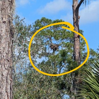 Orlando Wetlands - eagles nest, couldn't get the eaglet in my phone - Parks Near Me - Christmas, Florida