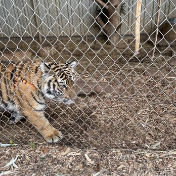 Chestatee Wild Life Preserve - Baby bengal tiger. Brody! - Zoos Near Me - Dahlonega, Georgia