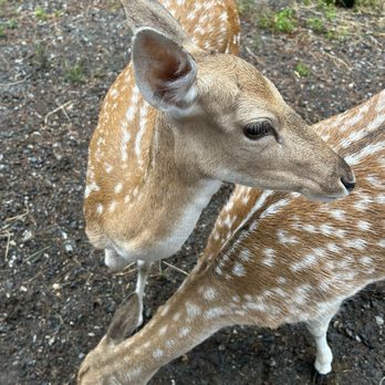 York Wild Kingdom - Amusement Parks Near Me - York, Maine