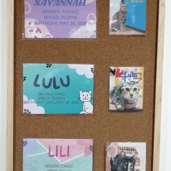 Angeles Meow Time - Cafes Near Me - Angeles, PAM