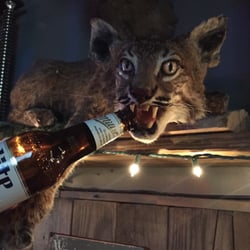 Bobcat Bar & Grill - Drunk Bobcat!
