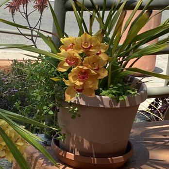 Wildflower Cafe - Beautiful outdoor area and great vibes - Breakfast & Brunch Near Me - Redondo Beach, California