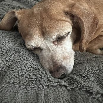 Bubbling Well Pet Memorial Park - Carmelita Fox Ulloa, Our forever pup. - Pet Cremation Services Near Me - Napa, California