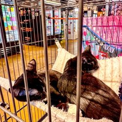 All Pets Considered - Kitties up for adoption