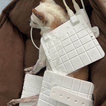 Petlight Therapy Center - Veterinarians Near Me - Cupertino, California Petlight Therapy Center - Veterinarians Near Me - Cupertino, California
